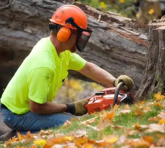 tree services Springfield